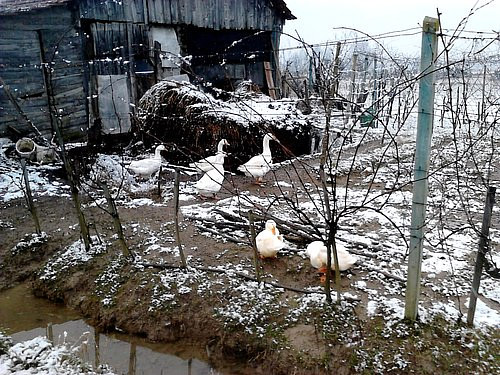 A photo of some geese in a winter enclosure