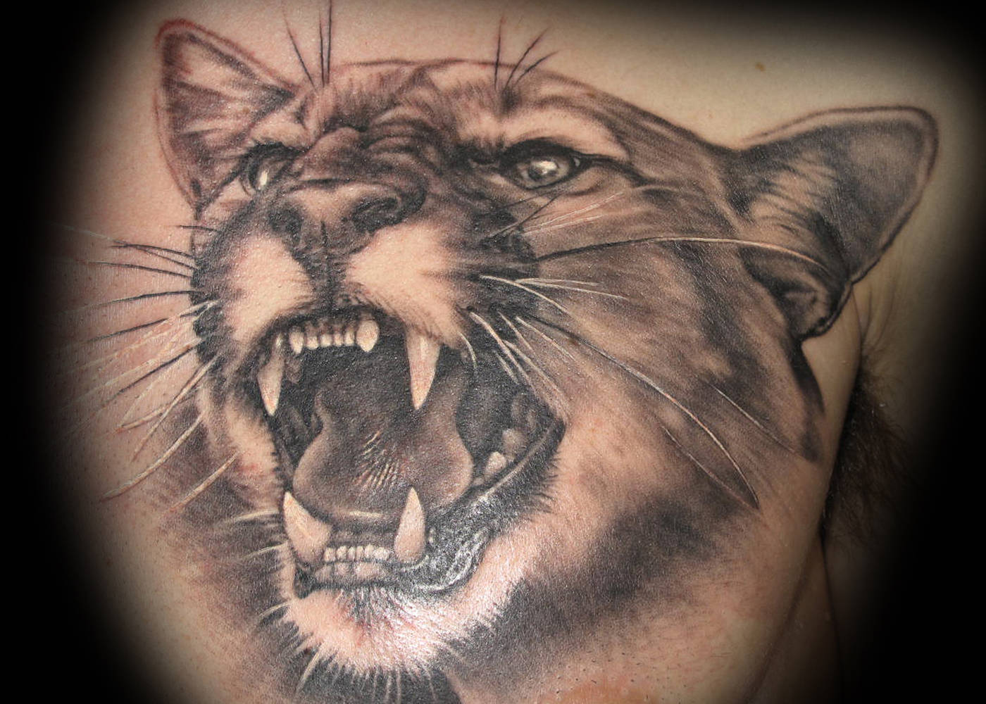 cougar tattoo kelowna b c sweet siren tattoo in kelowna cougar tattoo kelowna b c sweet siren tattoo in kelowna