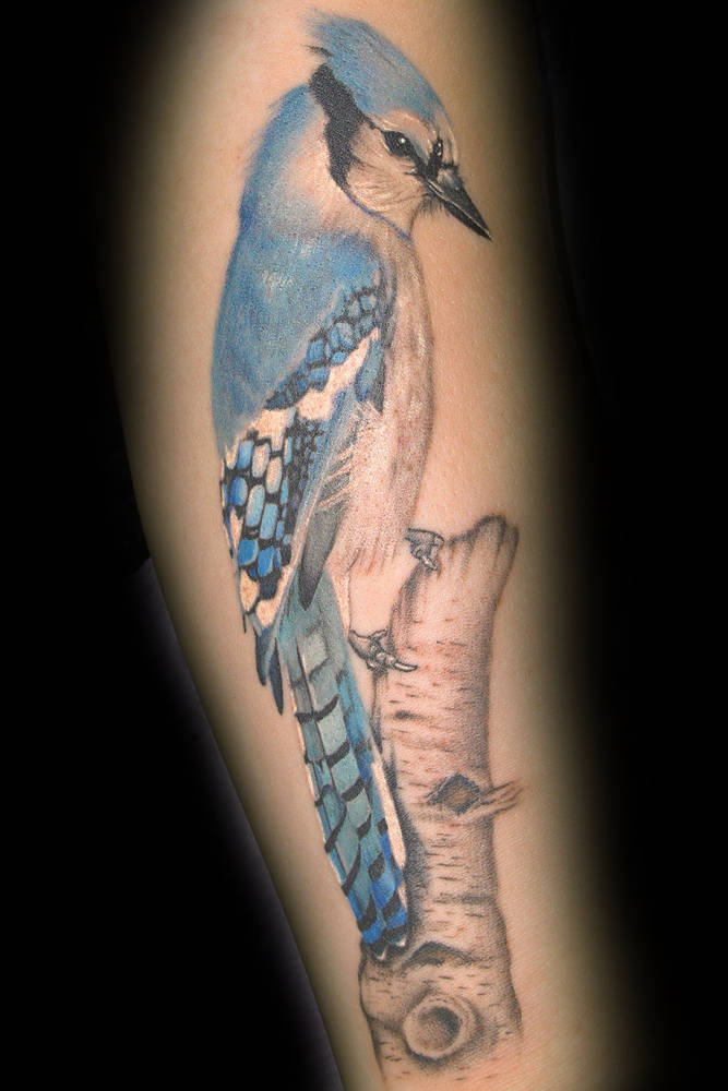heather s blue jay tattoo kelowna b c sweet siren heather s blue jay tattoo kelowna b c sweet siren