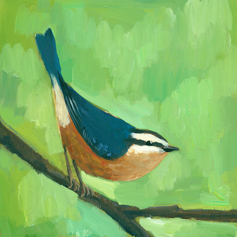 Nuthatch C009 Print Nuthatch C009 by Cody Blomberg
