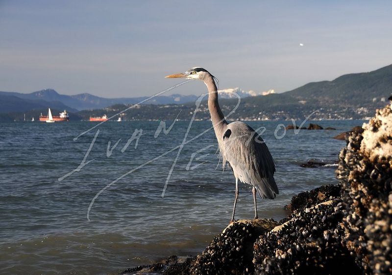 #YVR10 - Great Blue Heron #YVR10 - Great Blue Heron by Ivan Petrov
