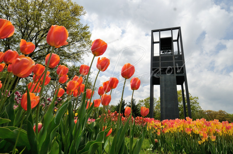 #DCA1 - The Netherlands Carillon #DCA1 - The Netherlands Carillon by Ivan Petrov
