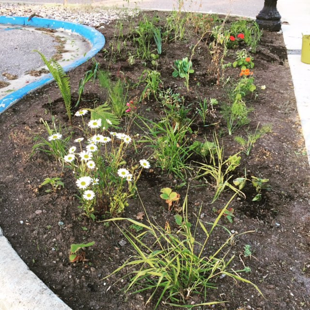 Return to: Downtown Baraboo Volunteer Garden Rocks were removed late May 2015 by Maday Delgado