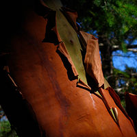 Peeling Arbutus Tree .... Shawnigan Lake, BC //images.artistrunwebsite.com/gallery/img_1603991446833844_large.jpg?1556429583