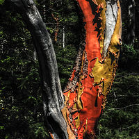 ARBUTUS . Tofino, B.C. //images.artistrunwebsite.com/gallery/img_1604001446833895_large.jpg?1556429583