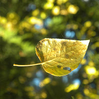 Remembrance Day Leaf ~ along the Fraser River, B.C. //images.artistrunwebsite.com/gallery/img_1610421447393307_large.jpg?1556429584