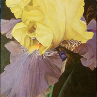 Edith Wolford //images.artistrunwebsite.com/gallery/img_1622431449010588_large.jpg?1498607346