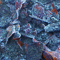 Frosty Memories - Vancouver, B.C. //images.artistrunwebsite.com/gallery/img_1643531451909048_large.jpg?1556429584