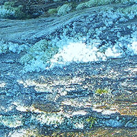 Mother natures design on Locarno's Log ~ Vancouver, B.C. //images.artistrunwebsite.com/gallery/img_1643551451909116_large.jpg?1556429584