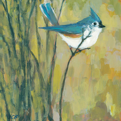 Tufted Titmouse C-116 Print Tufted Titmouse C-116 by Cody Blomberg