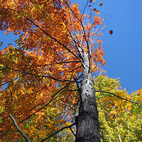 uptree //images.artistrunwebsite.com/gallery/img_1778421460249361_large.jpg?1473927334