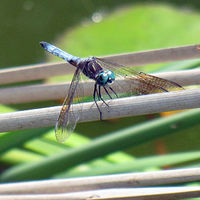 Dragonfly //images.artistrunwebsite.com/gallery/img_1788431460530903_large.jpg?1473927334