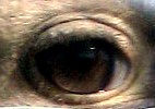 Ostrich eye //images.artistrunwebsite.com/gallery/img_1788501460531343_large.jpg?1473927334