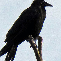 Crow //images.artistrunwebsite.com/gallery/img_1802641460925972_large.jpg?1473927333