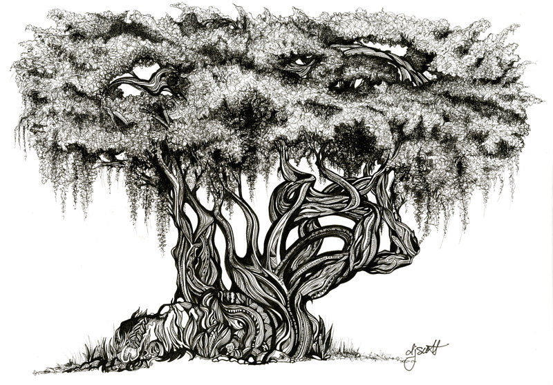Florida Oak Tree Drawing Florida Oak Tree by Danielle Scott