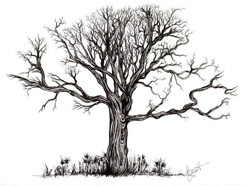 Uprooted Drawing Uprooted by Danielle Scott