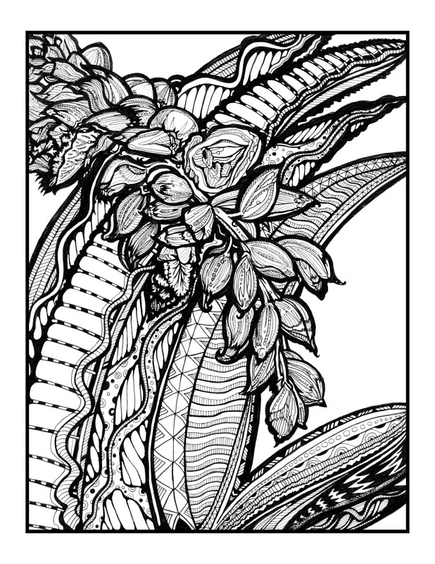 Alpinia Zerumet Drawing Alpinia Zerumet by Danielle Scott