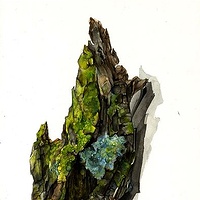 Watercolor Bark //images.artistrunwebsite.com/gallery/img_186021358001273_large.jpg?1468900281
