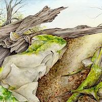 Ancient Path //images.artistrunwebsite.com/gallery/img_186041358001618_large.jpg?1451439097