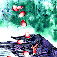 Black Swan Winter //images.artistrunwebsite.com/gallery/img_186081358001627_large.jpg?1451439097
