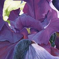 Destination Iris //images.artistrunwebsite.com/gallery/img_186121358006844_large.jpg?1480319194
