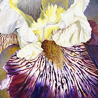 Excavation Iris //images.artistrunwebsite.com/gallery/img_186151358006852_large.jpg?1480319194
