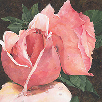 Wet Blush Rose //images.artistrunwebsite.com/gallery/img_186221358006872_large.jpg?1480319194