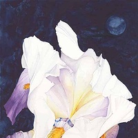 Into the Night Iris //images.artistrunwebsite.com/gallery/img_186441358025593_large.jpg?1425008910