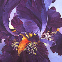 Intoxication Iris //images.artistrunwebsite.com/gallery/img_186461358025601_large.jpg?1425008916