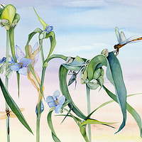 Spiderworts //images.artistrunwebsite.com/gallery/img_186611358025641_large.jpg?1425008983