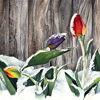 Tulips in the Snow //images.artistrunwebsite.com/gallery/img_186651358025656_large.jpg?1425008998