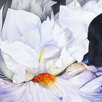 Infatuation Iris //images.artistrunwebsite.com/gallery/img_186751358029008_large.jpg?1425009024