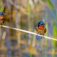 Birds On A Reed //images.artistrunwebsite.com/gallery/img_1893871464503091_large.jpg?1464510862