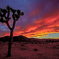 Twilight Tree //images.artistrunwebsite.com/gallery/img_1894561464507891_large.jpg?1488509470