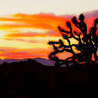 Burning Tree //images.artistrunwebsite.com/gallery/img_1894631464508220_large.jpg?1488509470