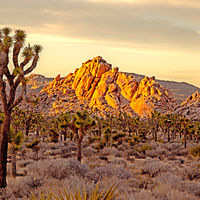 Joshua Tree //images.artistrunwebsite.com/gallery/img_1894651464508270_large.jpg?1488509470