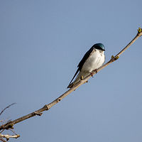 Bird On A Branch //images.artistrunwebsite.com/gallery/img_1894661464508336_large.jpg?1464510839