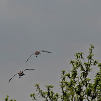 Flaps Down //images.artistrunwebsite.com/gallery/img_1894711464512312_large.jpg?1464512511