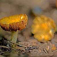 Mushroom Time //images.artistrunwebsite.com/gallery/img_1894721464512371_large.jpg?1464512503