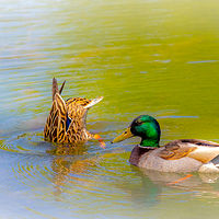 Cute Couple //images.artistrunwebsite.com/gallery/img_1894731464512377_large.jpg?1464512495