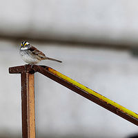 White Throated Sparrow //images.artistrunwebsite.com/gallery/img_1894741464512432_large.jpg?1464834982
