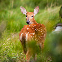 Baby Deer //images.artistrunwebsite.com/gallery/img_1899481464834212_large.jpg?1464834986