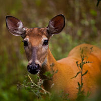 Curious Deer //images.artistrunwebsite.com/gallery/img_1899491464834238_large.jpg?1464834992
