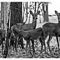 Family of Deer //images.artistrunwebsite.com/gallery/img_1899501464834277_large.jpg?1464835000