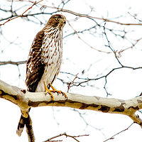 Cooper's Hawk //images.artistrunwebsite.com/gallery/img_1899521464834296_large.jpg?1465893800