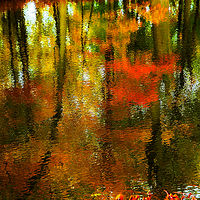 Water Leaf //images.artistrunwebsite.com/gallery/img_1900061464855382_large.jpg?1488509469
