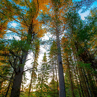 Towering Pines //images.artistrunwebsite.com/gallery/img_1926261466591960_large.jpg?1466592040