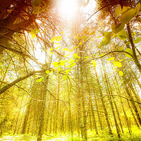 Forest Solitude //images.artistrunwebsite.com/gallery/img_1926281466591992_large.jpg?1466592096