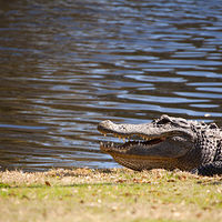Alligator_0002 //images.artistrunwebsite.com/gallery/img_1964471469338236_large.jpg?1469338512