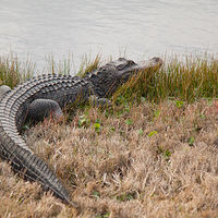 Alligator_0001 //images.artistrunwebsite.com/gallery/img_1964491469338243_large.jpg?1469338397